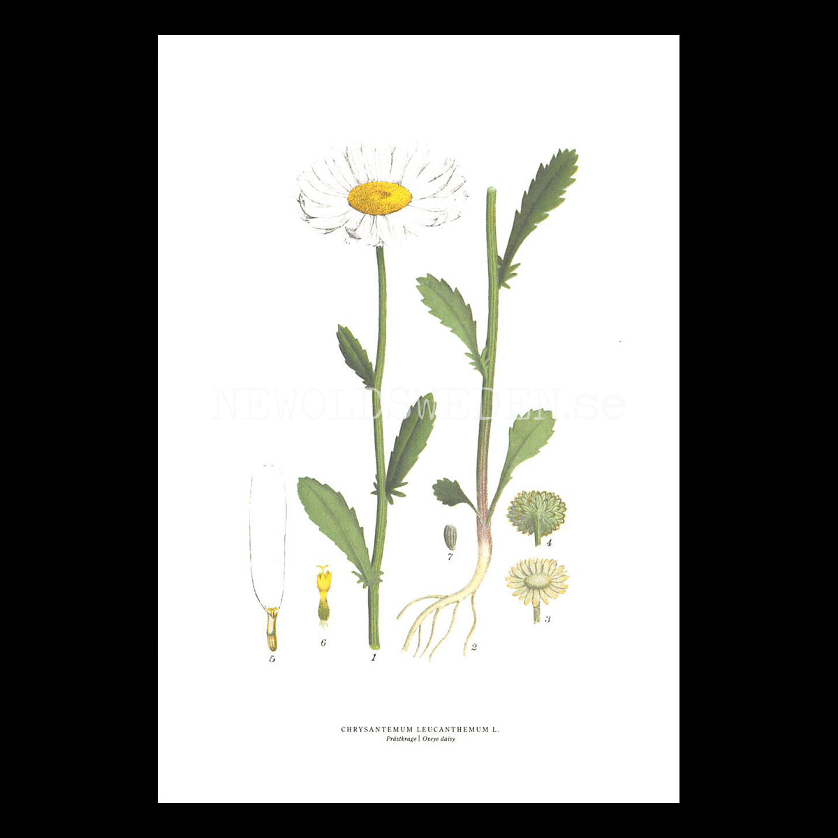 PRÄSTKRAGE - OXEYE DASIY - CHRYSANTEMUM LEUCANTHEMUM L. -  C.A.M. Lindman - 770