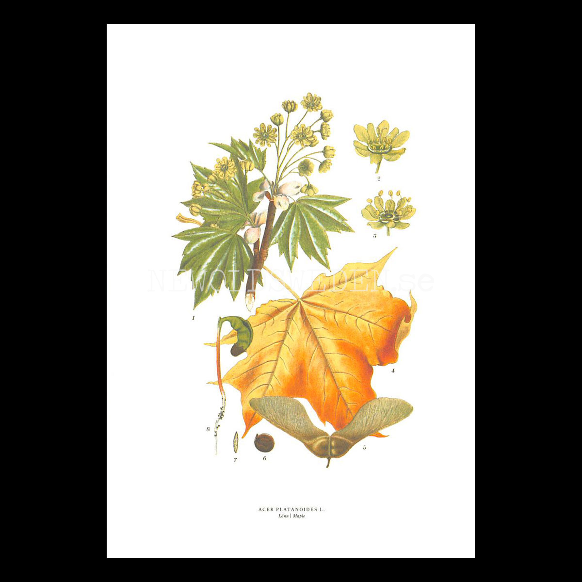 LÖNN - MAPLE - ACER PLATANOIDES L. -  C.A.M. Lindman - 770