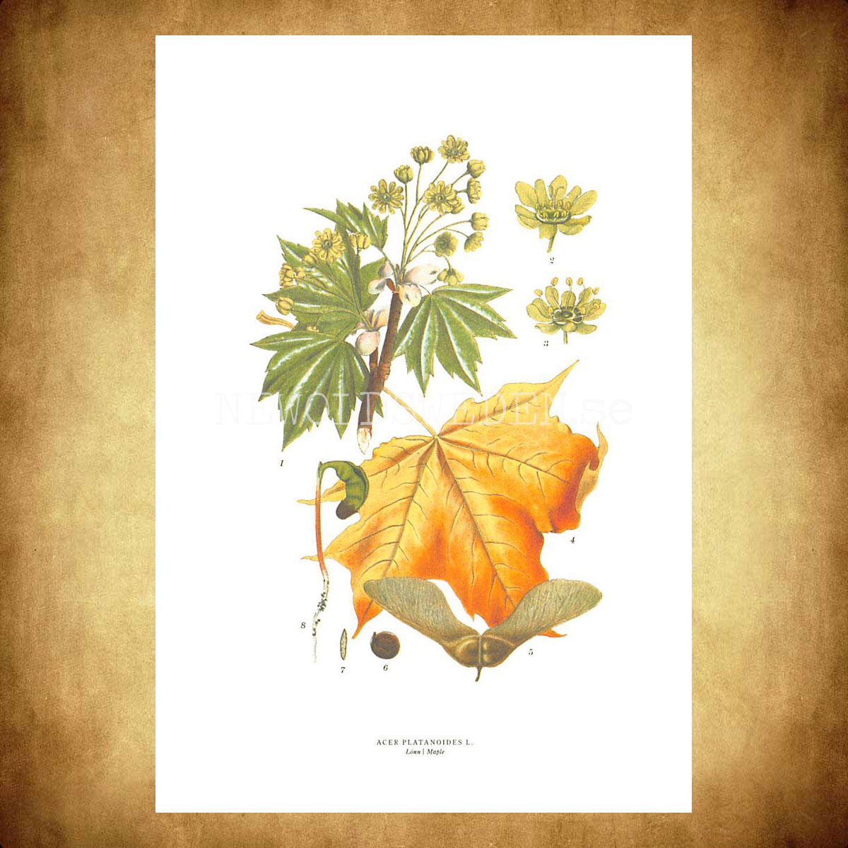LÖNN - MAPLE - ACER PLATANOIDES L. -  C.A.M. Lindman - 770 - 3