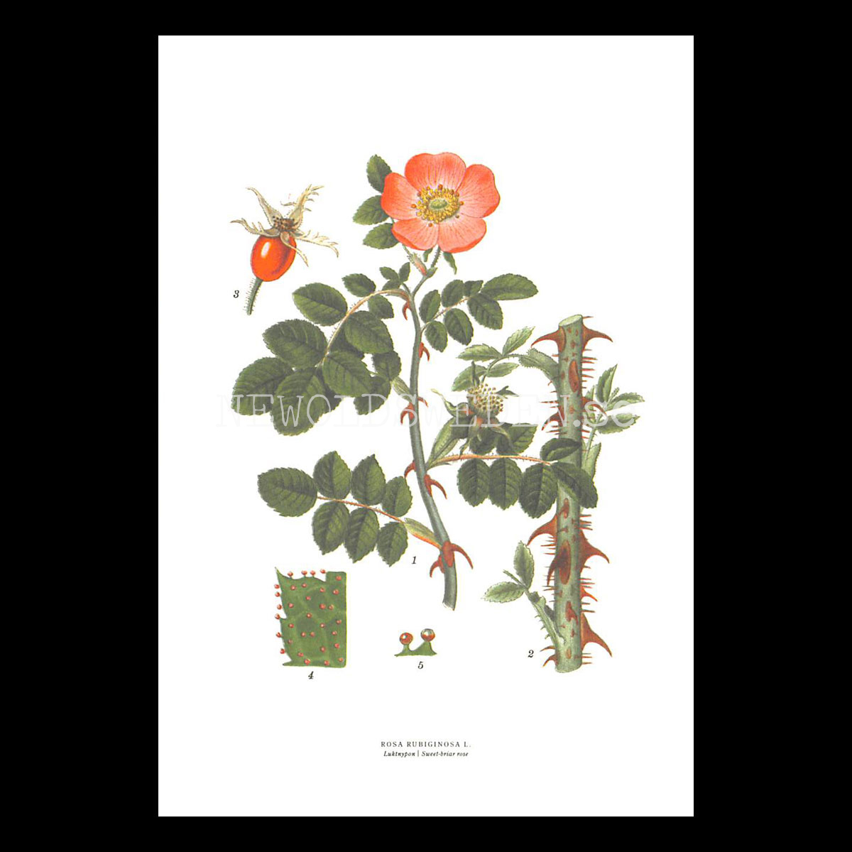 LUKT NYPON - SWEET-BRIAR ROSE - ROSA RUBIGINOSA L. -  C.A.M. Lindman - 770