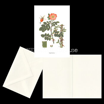 LUKT NYPON - SWEET-BRIAR ROSE - ROSA RUBIGINOSA L. -  C.A.M. Lindman - 770