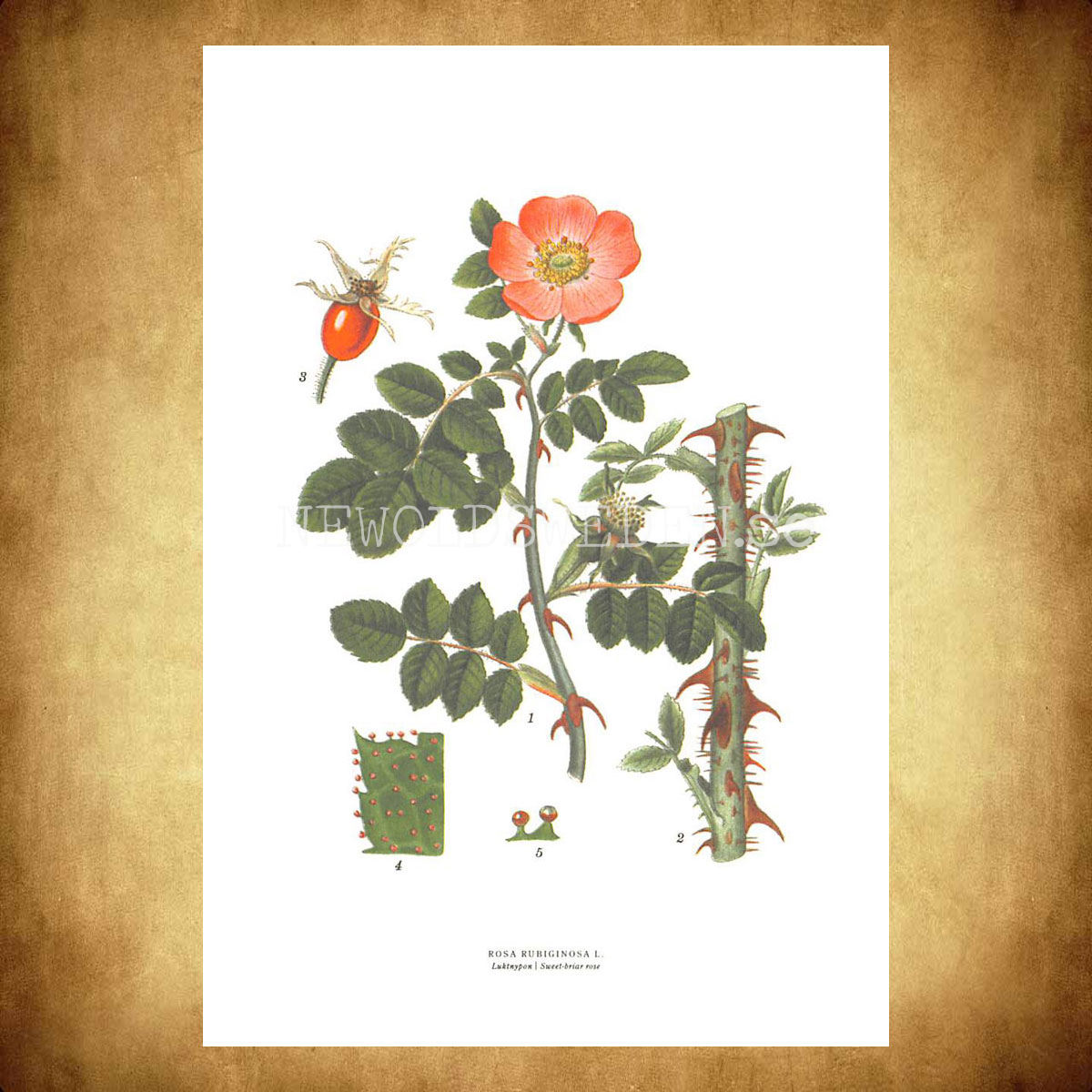 LUKT NYPON - SWEET-BRIAR ROSE - ROSA RUBIGINOSA L. -  C.A.M. Lindman - 770 - 3