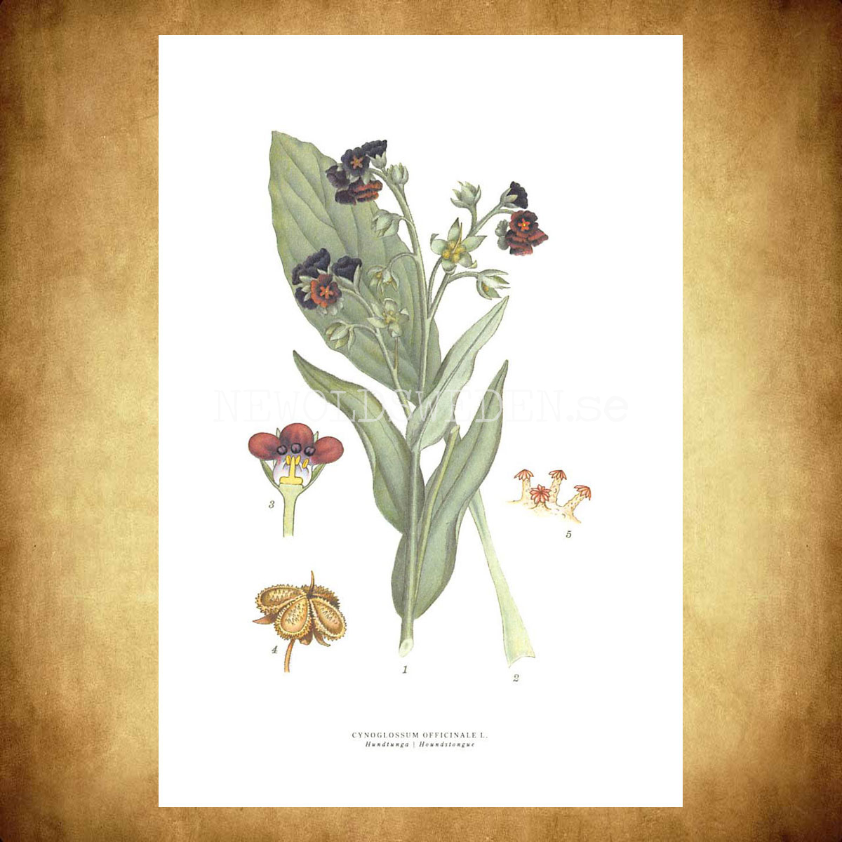 HUNDTUNGA - HOUNDSTONGUE - CYNOGLOSSUM OFFICINALE L. -  C.A.M. Lindman - 772 - 3