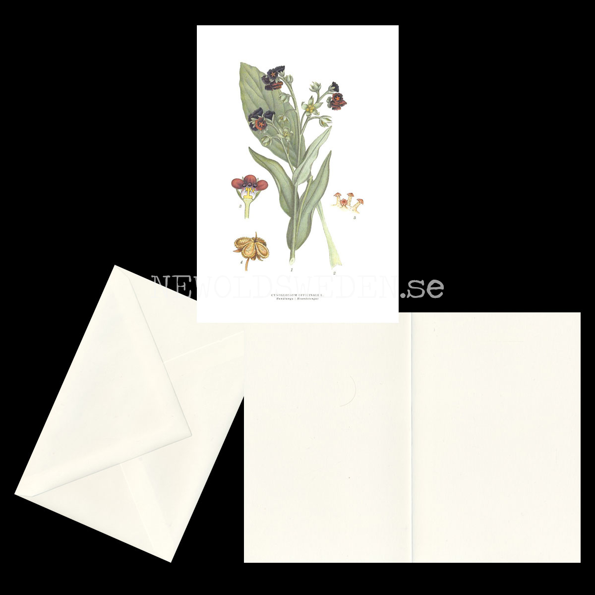 HUNDTUNGA - HOUNDSTONGUE - CYNOGLOSSUM OFFICINALE L. -  C.A.M. Lindman - 772 - 2