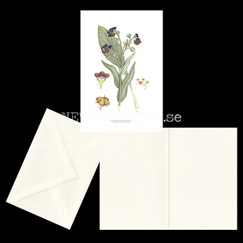 HUNDTUNGA - HOUNDSTONGUE - CYNOGLOSSUM OFFICINALE L. -  C.A.M. Lindman - 772