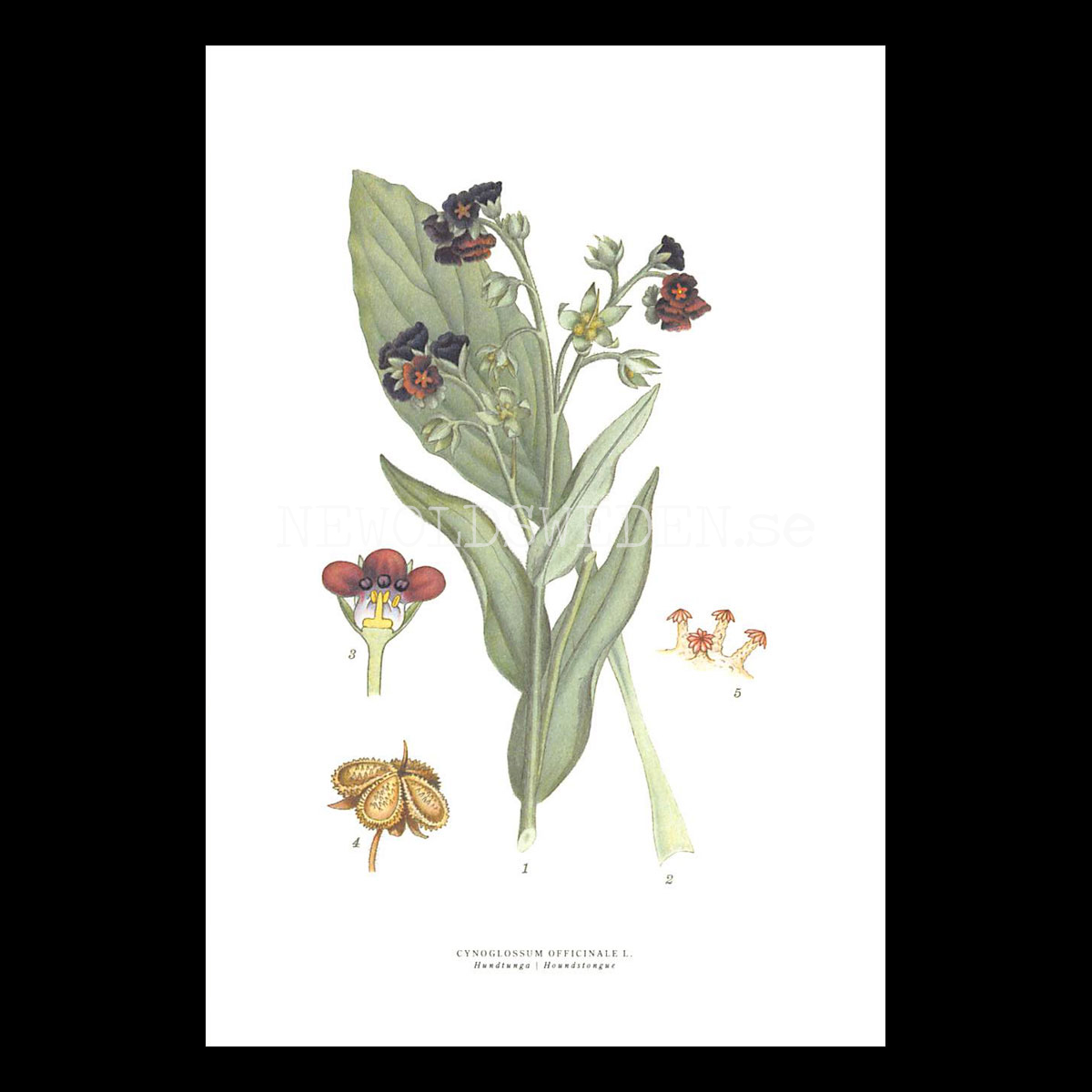 HUNDTUNGA - HOUNDSTONGUE - CYNOGLOSSUM OFFICINALE L. -  C.A.M. Lindman - 772