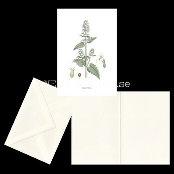 KATTMYNTA - CATMINT - NEPETA CATARIA L. -  C.A.M. Lindman - 772