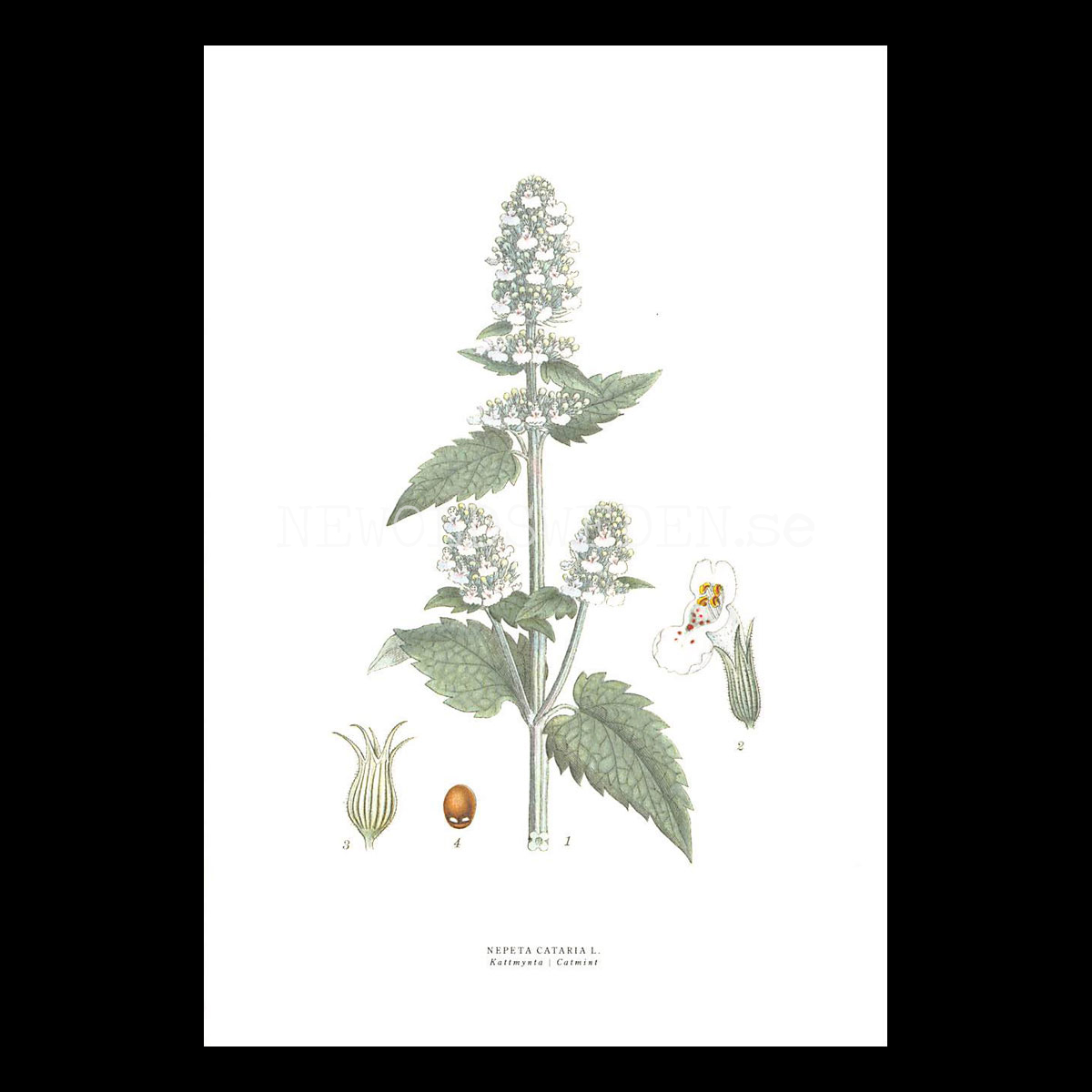 KATTMYNTA - CATMINT - NEPETA CATARIA L. -  C.A.M. Lindman - 772