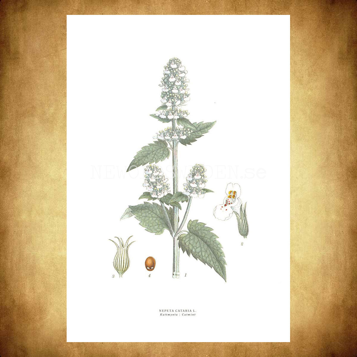 KATTMYNTA - CATMINT - NEPETA CATARIA L. -  C.A.M. Lindman - 772 - 3