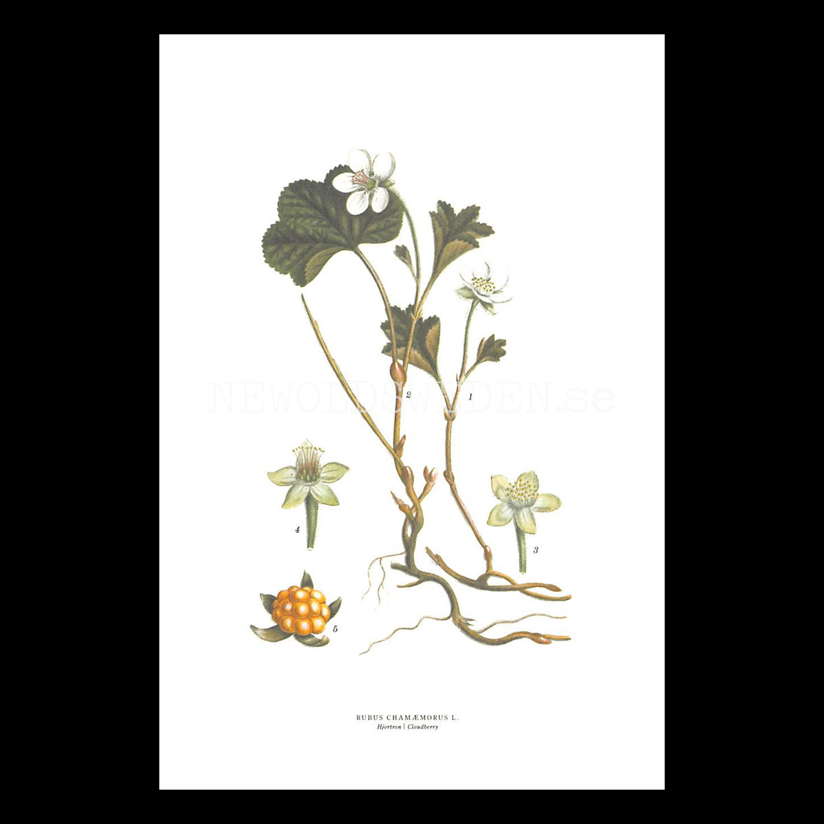 HJORTRON - CLOUDBERRY - RUBUS CHAMÆMORUS L. -  C.A.M. Lindman - 770