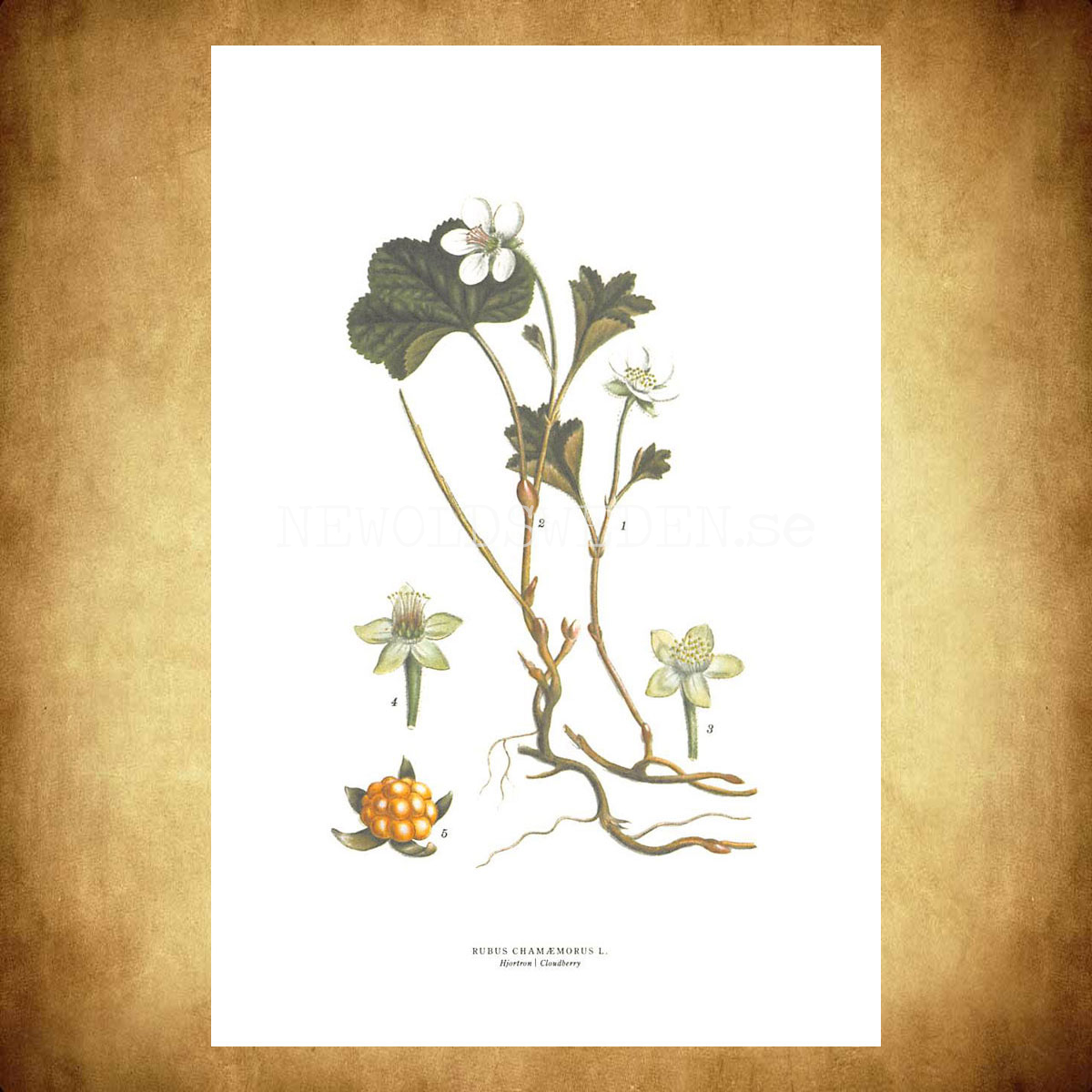 HJORTRON - CLOUDBERRY - RUBUS CHAMÆMORUS L. -  C.A.M. Lindman - 770 - 3