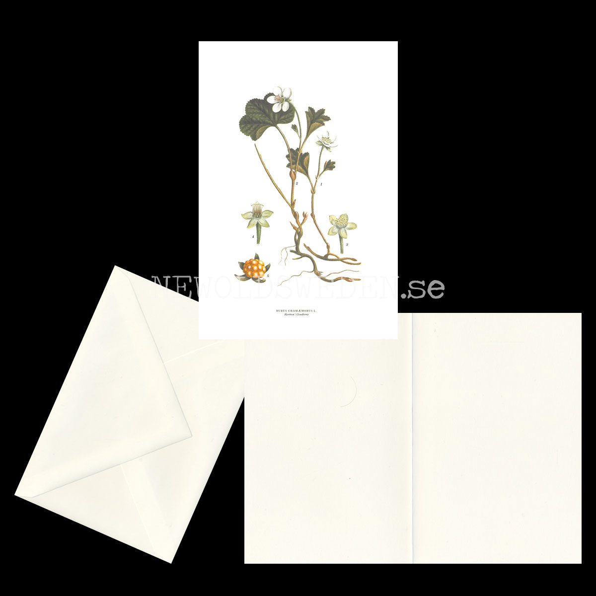 HJORTRON - CLOUDBERRY - RUBUS CHAMÆMORUS L. -  C.A.M. Lindman - 770 - 2