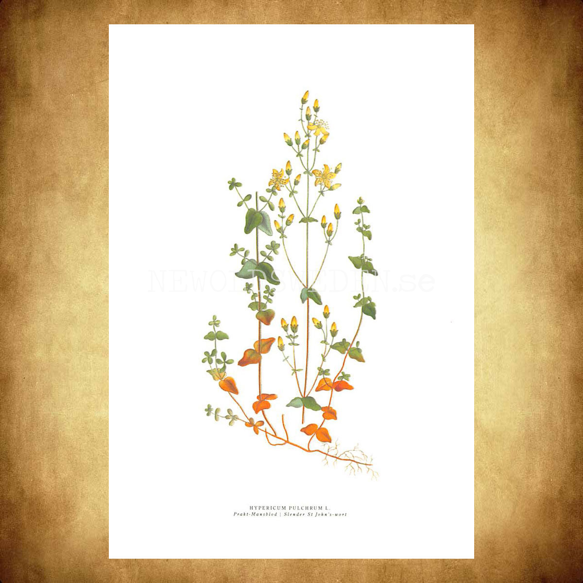 PRAKT-MANSBLOD - SLENDER ST JOHN'S-WORT - HYPERICUM PULCHRUM L. -  C.A.M. Lindman - 772 - 3