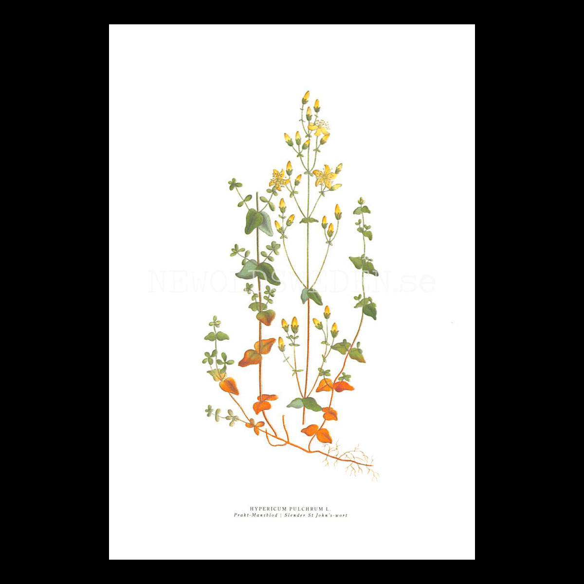 PRAKT-MANSBLOD - SLENDER ST JOHN'S-WORT - HYPERICUM PULCHRUM L. -  C.A.M. Lindman - 772