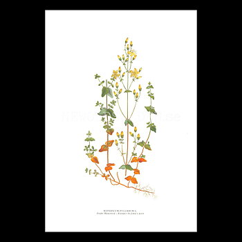 PRAKT-MANSBLOD - SLENDER ST JOHN'S-WORT - HYPERICUM PULCHRUM L. -  C.A.M. Lindman - 772