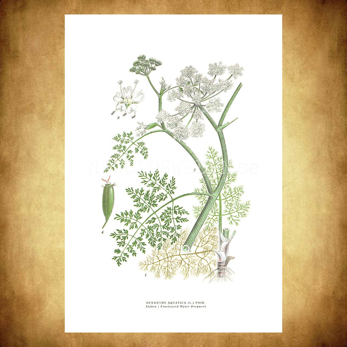STÄKRA - FINELEAVED WATER DROPWORT - OENANTHE AQUATICA (L.) POIR -  C.A.M. Lindman - 771 - 3