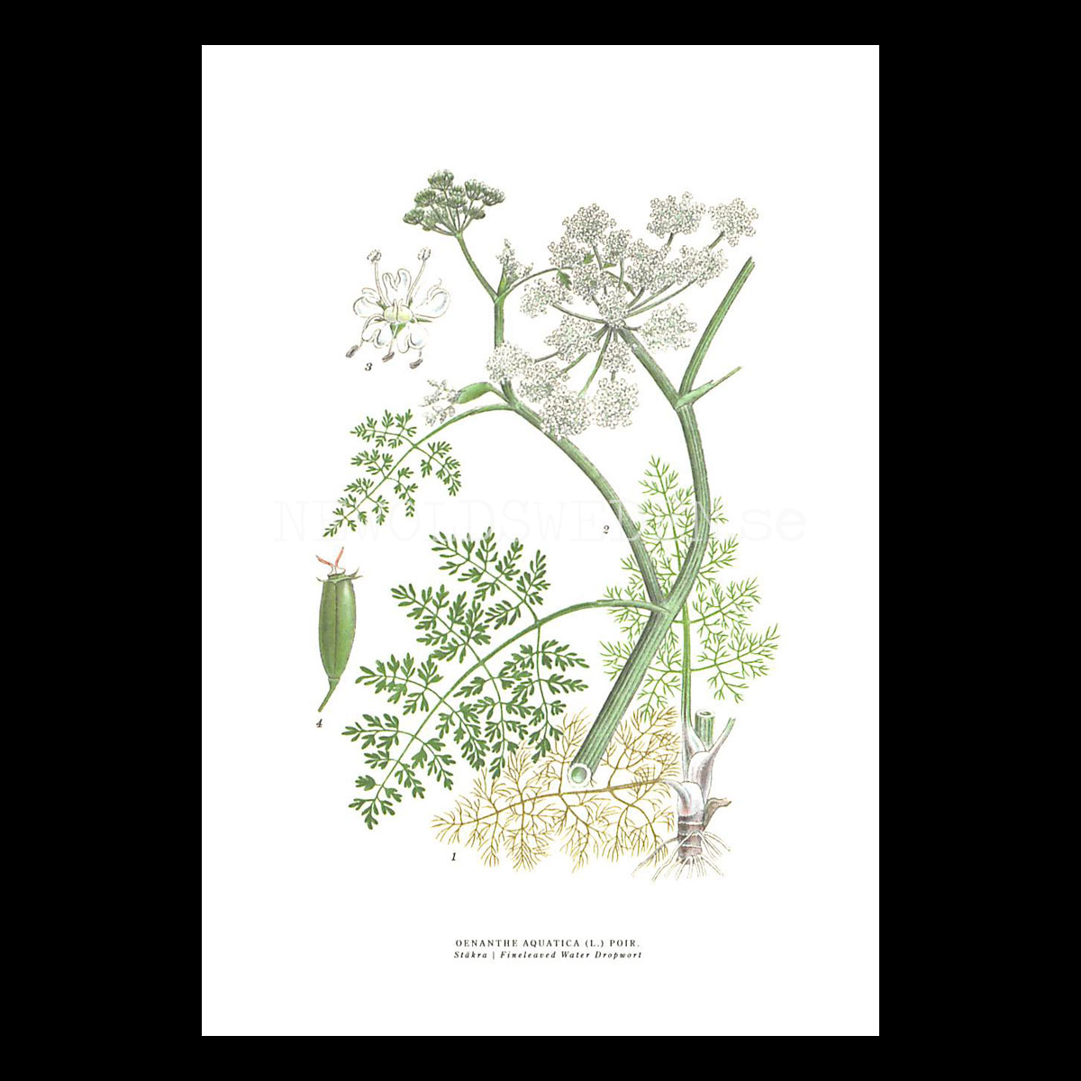 STÄKRA - FINELEAVED WATER DROPWORT - OENANTHE AQUATICA (L.) POIR -  C.A.M. Lindman - 771
