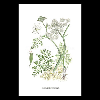STÄKRA - FINELEAVED WATER DROPWORT - OENANTHE AQUATICA (L.) POIR -  C.A.M. Lindman - 771