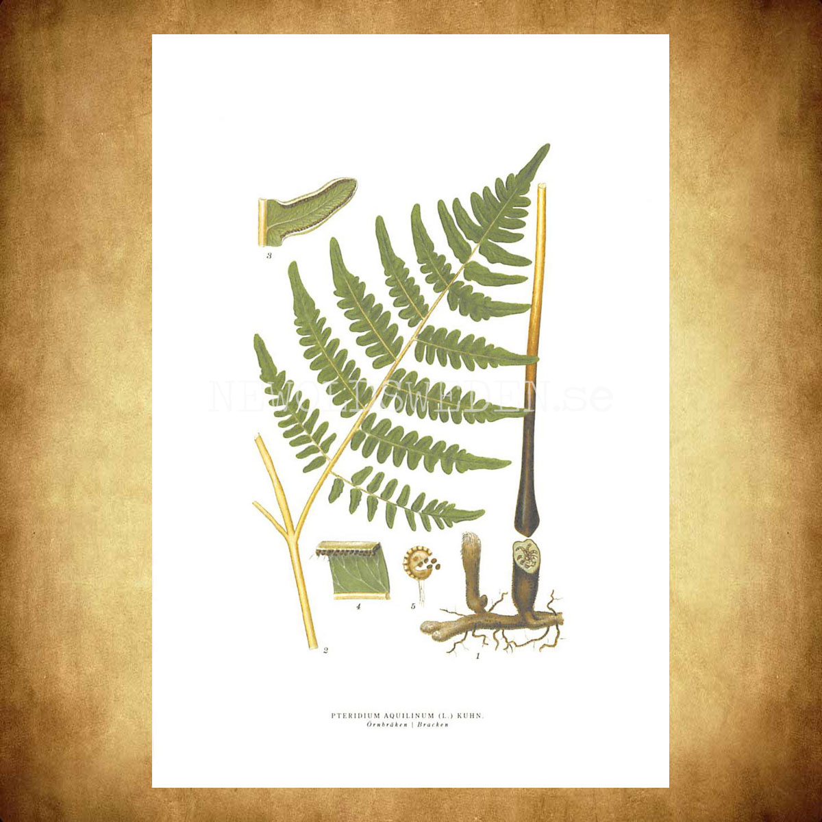 ÖRNBRÄCKEN - BRACKEN - PTERIDIUM AQUILINUM (L.) KUHN -  C.A.M. Lindman - 772 - 3
