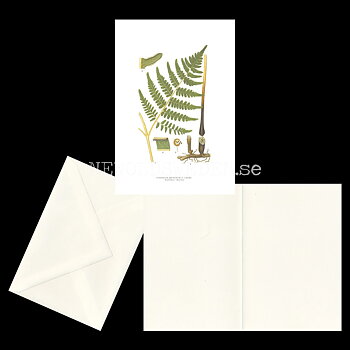 ÖRNBRÄCKEN - BRACKEN - PTERIDIUM AQUILINUM (L.) KUHN -  C.A.M. Lindman - 772