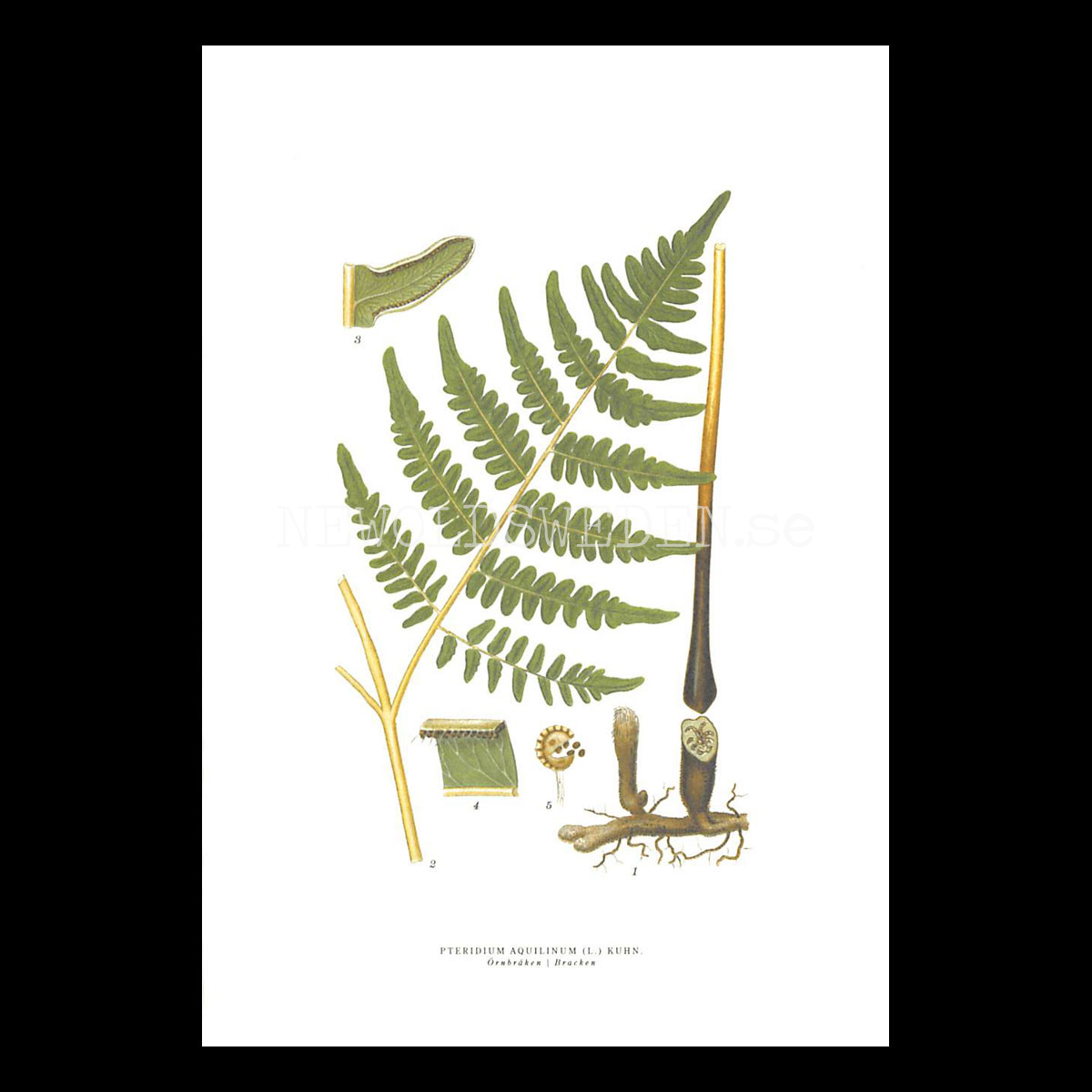 ÖRNBRÄCKEN - BRACKEN - PTERIDIUM AQUILINUM (L.) KUHN -  C.A.M. Lindman - 772