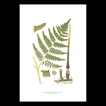 ÖRNBRÄCKEN - BRACKEN - PTERIDIUM AQUILINUM (L.) KUHN -  C.A.M. Lindman - 772