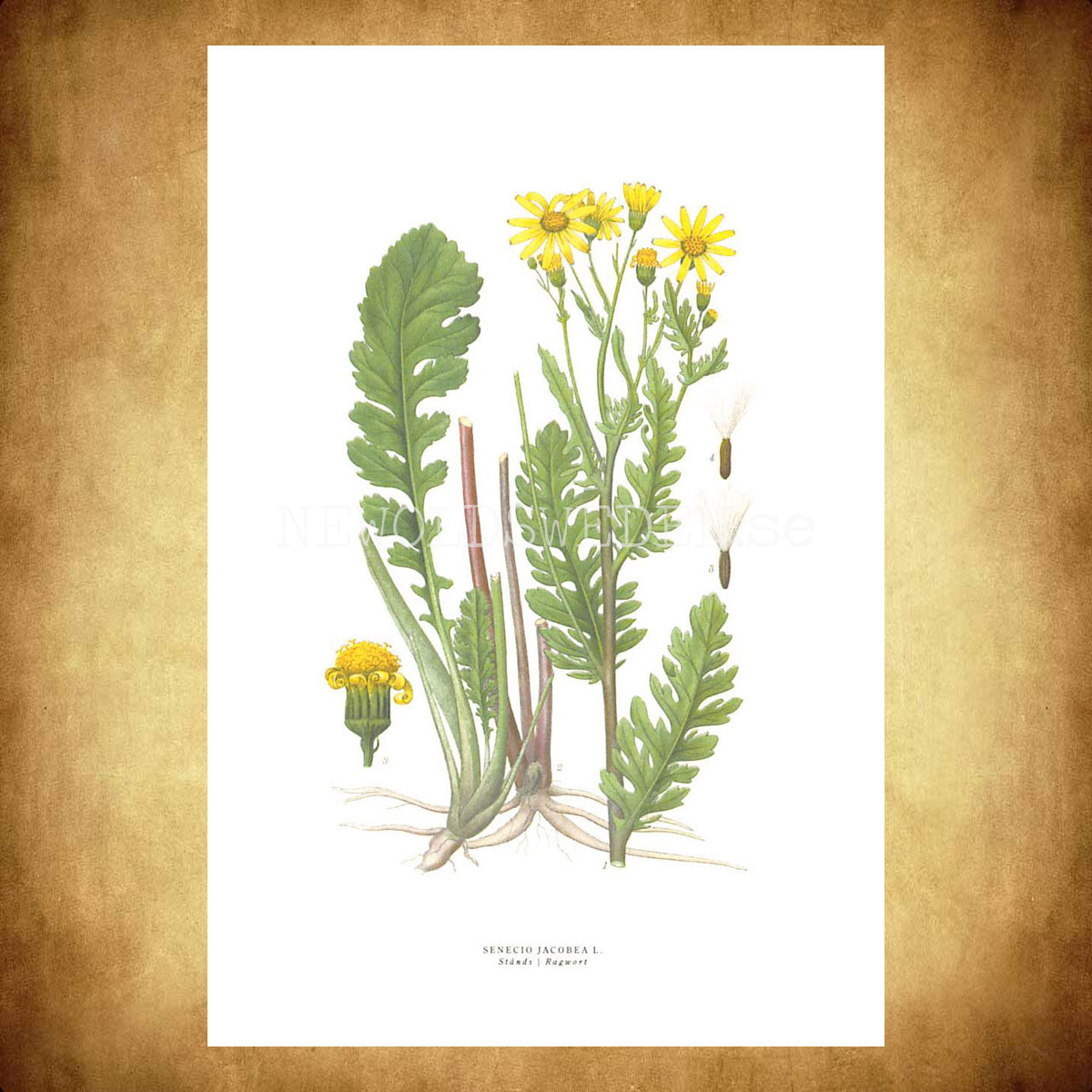 STÅNDS - RAGWORT - SENECIO JACOBEA L. -  C.A.M. Lindman - 772 - 3