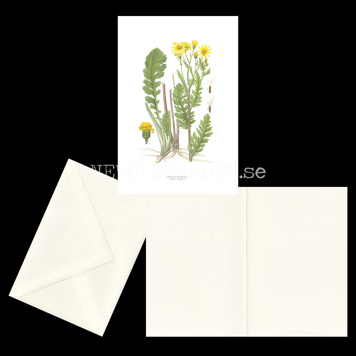 STÅNDS - RAGWORT - SENECIO JACOBEA L. -  C.A.M. Lindman - 772 - 2