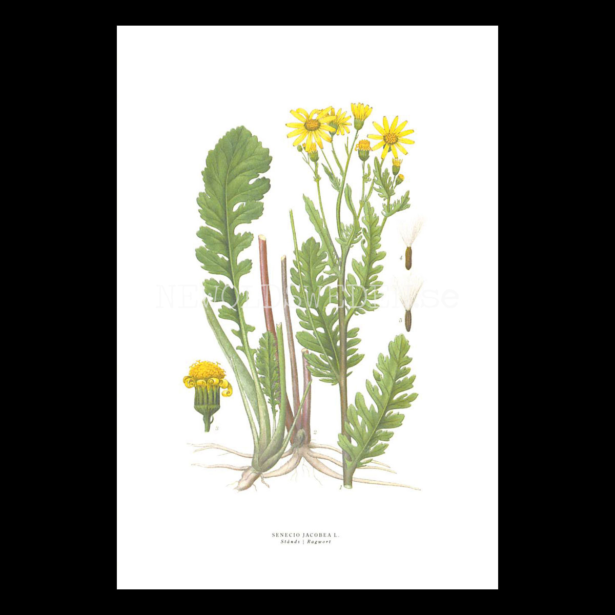 STÅNDS - RAGWORT - SENECIO JACOBEA L. -  C.A.M. Lindman - 772