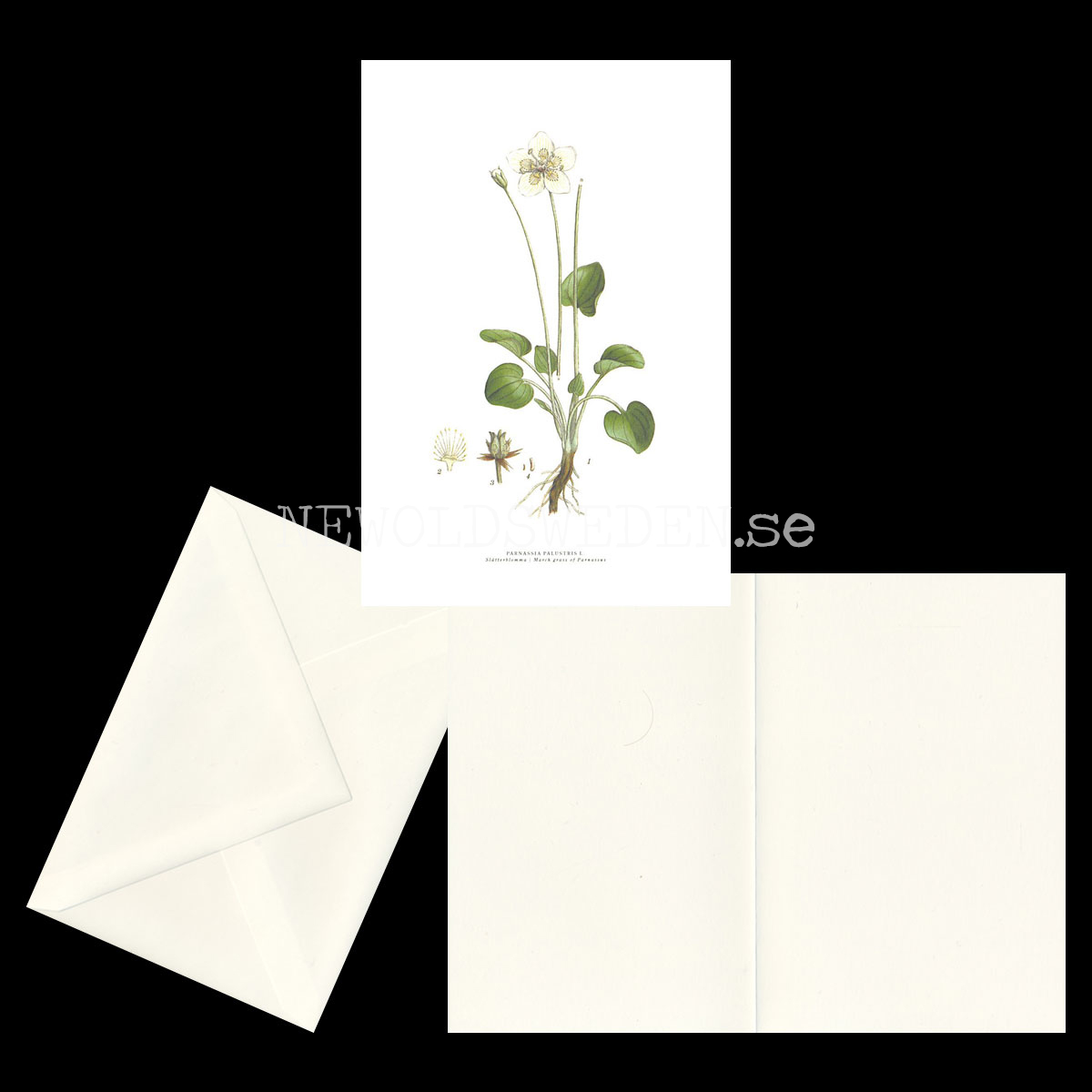 SLÅTTERBLOMMA - MARCH GRASS OF PARNASSUS - PARNASSIA PALUSTRIS L. -  C.A.M. Lindman - 771 - 2