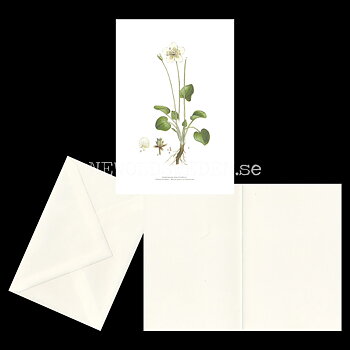 SLÅTTERBLOMMA - MARCH GRASS OF PARNASSUS - PARNASSIA PALUSTRIS L. -  C.A.M. Lindman - 771
