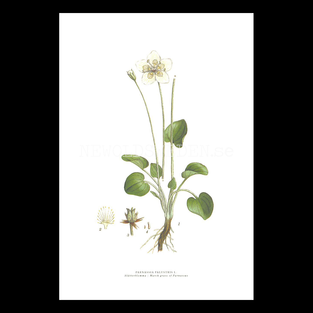 SLÅTTERBLOMMA - MARCH GRASS OF PARNASSUS - PARNASSIA PALUSTRIS L. -  C.A.M. Lindman - 771