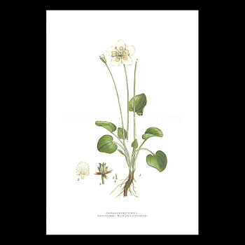 SLÅTTERBLOMMA - MARCH GRASS OF PARNASSUS - PARNASSIA PALUSTRIS L. -  C.A.M. Lindman - 771