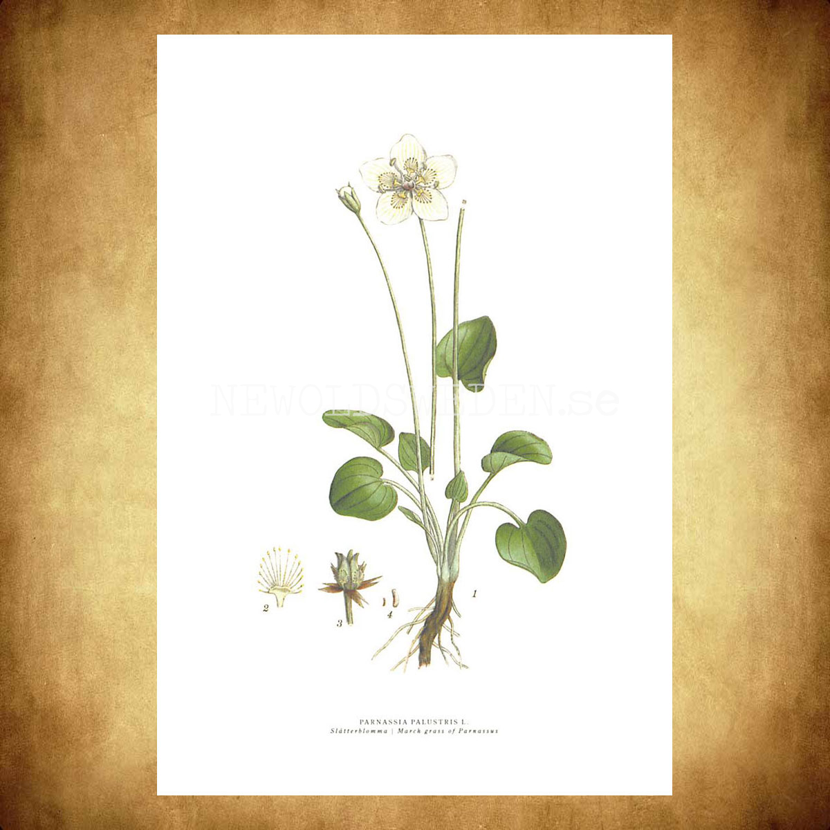 SLÅTTERBLOMMA - MARCH GRASS OF PARNASSUS - PARNASSIA PALUSTRIS L. -  C.A.M. Lindman - 771 - 3