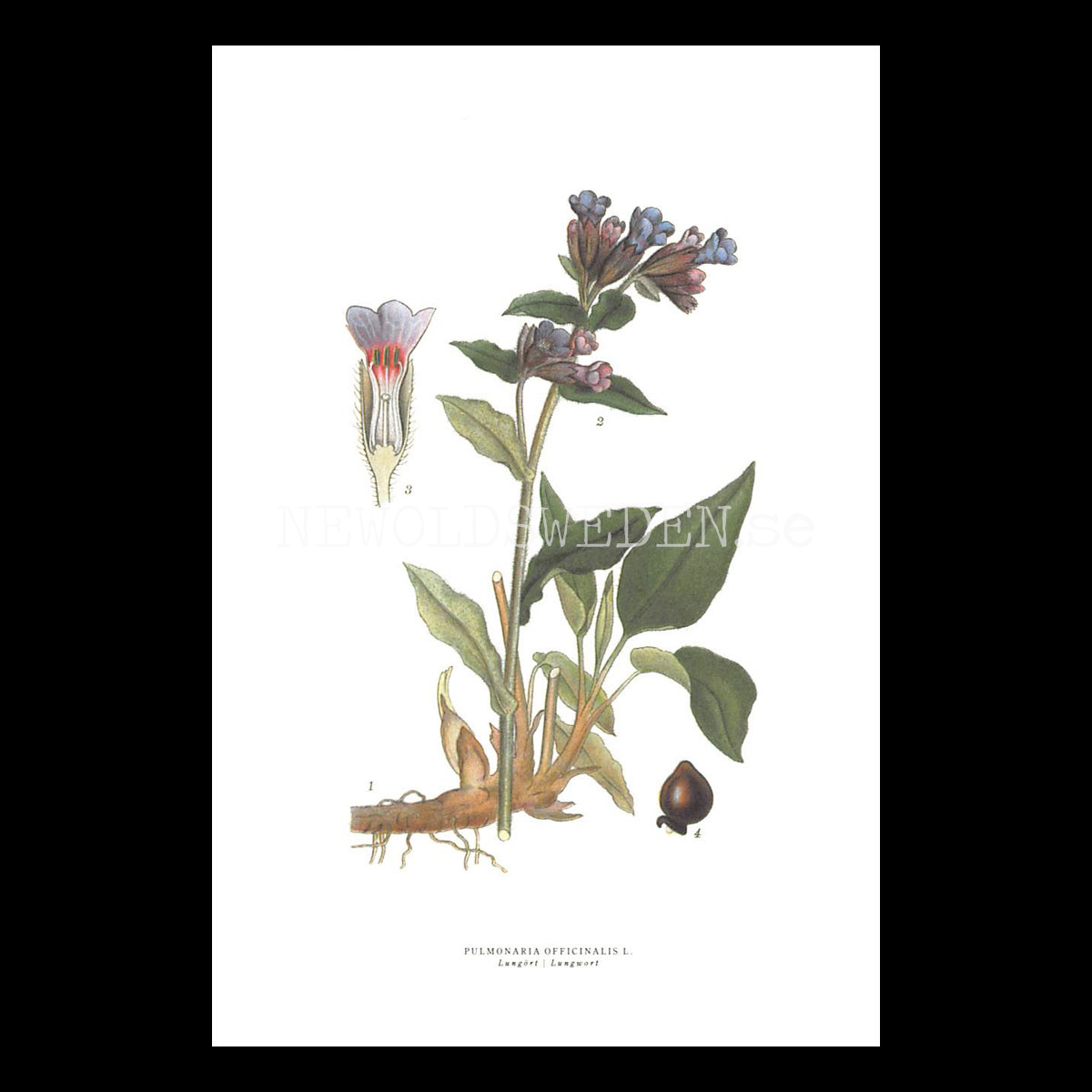 LUNGÖRT - LUNGWORT - PULMONARIA OFFICINALIS L. -  C.A.M. Lindman - 772