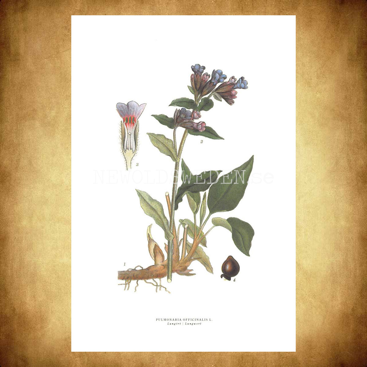 LUNGÖRT - LUNGWORT - PULMONARIA OFFICINALIS L. -  C.A.M. Lindman - 772 - 3