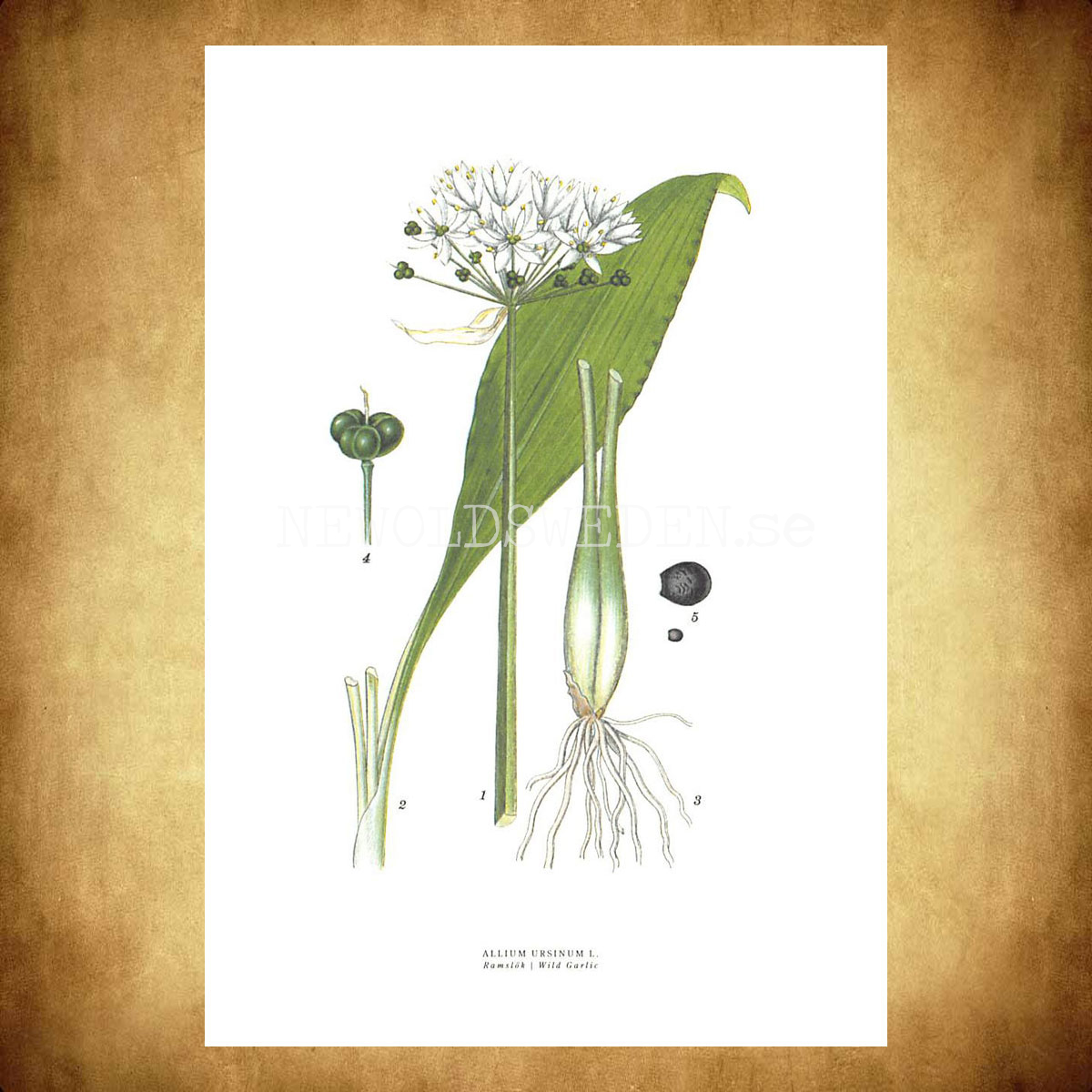 RAMSLÖK - WILD GARLIC - ALLIUM URSINUM L. -  C.A.M. Lindman - 772 - 3