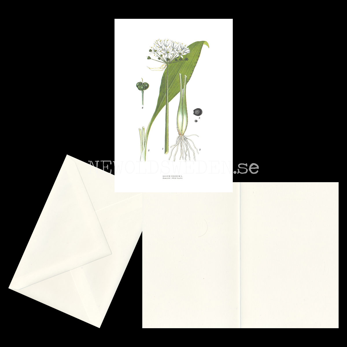 RAMSLÖK - WILD GARLIC - ALLIUM URSINUM L. -  C.A.M. Lindman - 772 - 2
