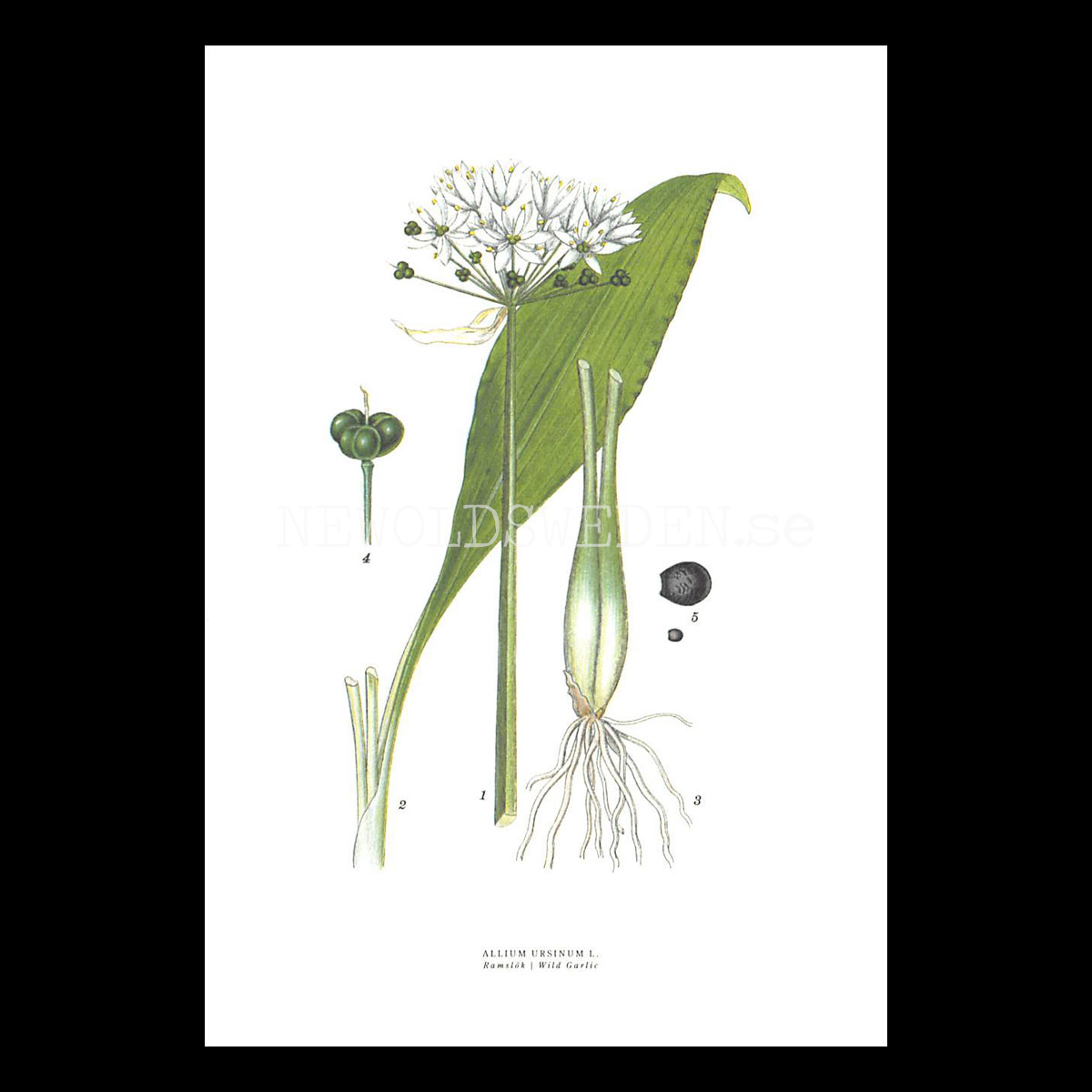 RAMSLÖK - WILD GARLIC - ALLIUM URSINUM L. -  C.A.M. Lindman - 772