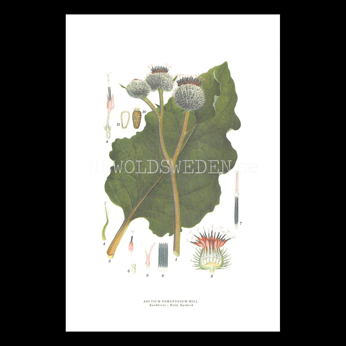 KARDBORRE - WOLLY BURDOCK - ARCTIUM TOMENTOSUM MILL -  C.A.M. Lindman - 771
