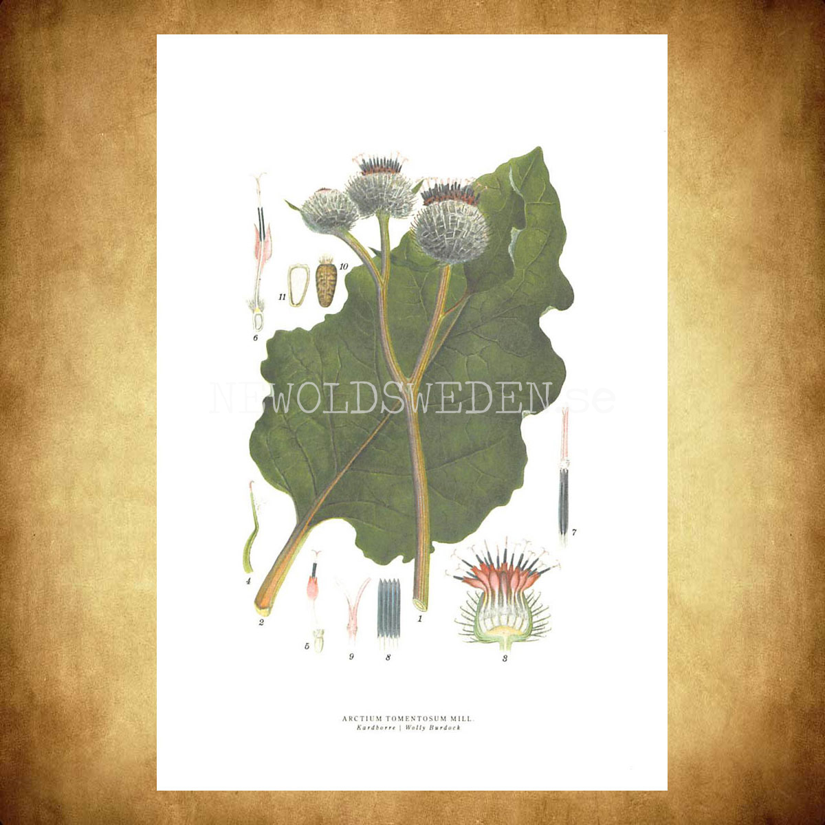 KARDBORRE - WOLLY BURDOCK - ARCTIUM TOMENTOSUM MILL -  C.A.M. Lindman - 771 - 3