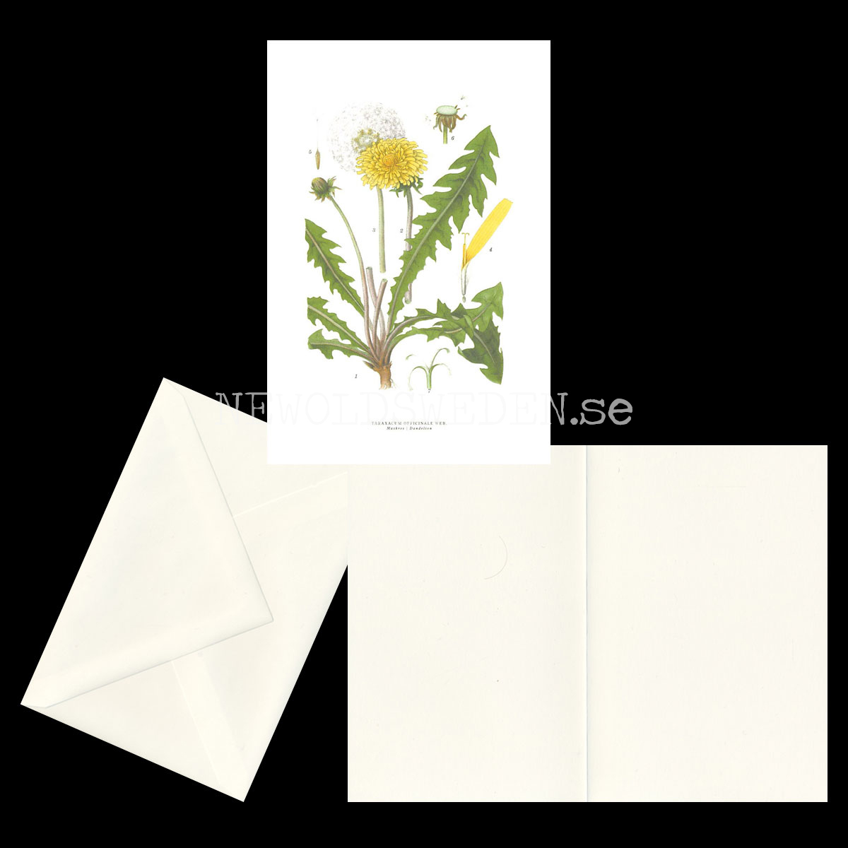 MAKROS - DANDELION - TARAXACUM OFFICINALE WEB -  C.A.M. Lindman - 771 - 2