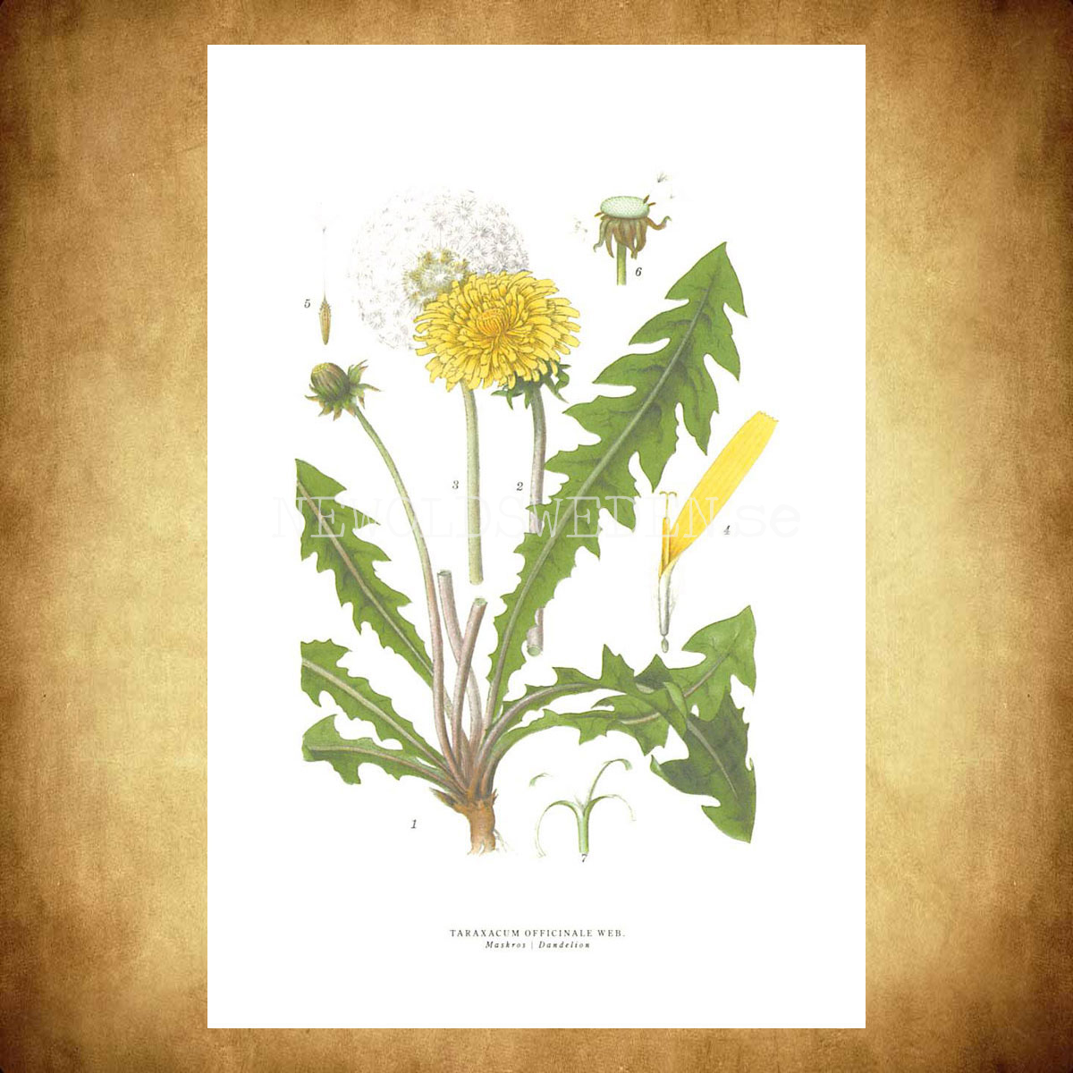 MAKROS - DANDELION - TARAXACUM OFFICINALE WEB -  C.A.M. Lindman - 771 - 3