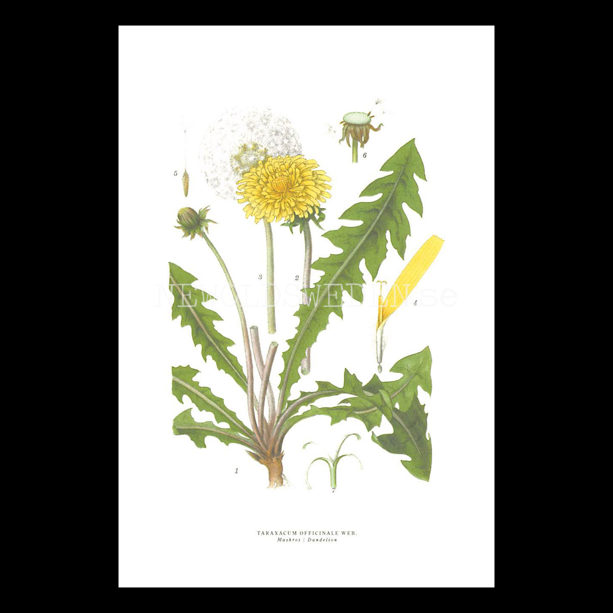 MAKROS - DANDELION - TARAXACUM OFFICINALE WEB -  C.A.M. Lindman - 771