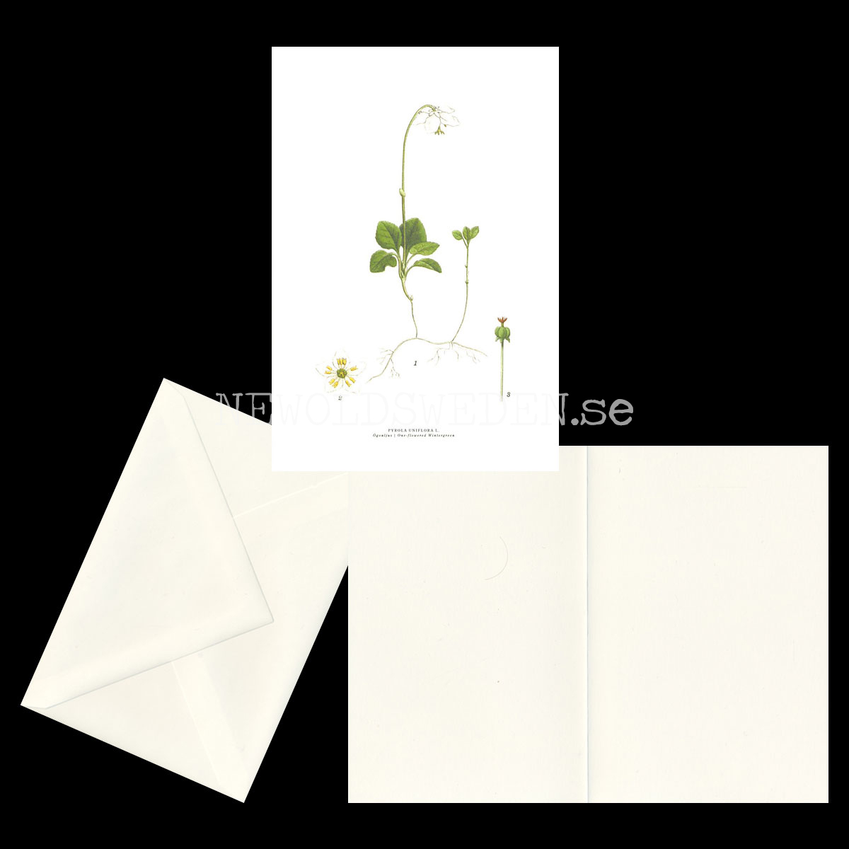 ÖGONLJUS - ONE-FLOWERED  WINTERGREEN - PYROLA UNIFLORA L. -  C.A.M. Lindman - 771 - 2