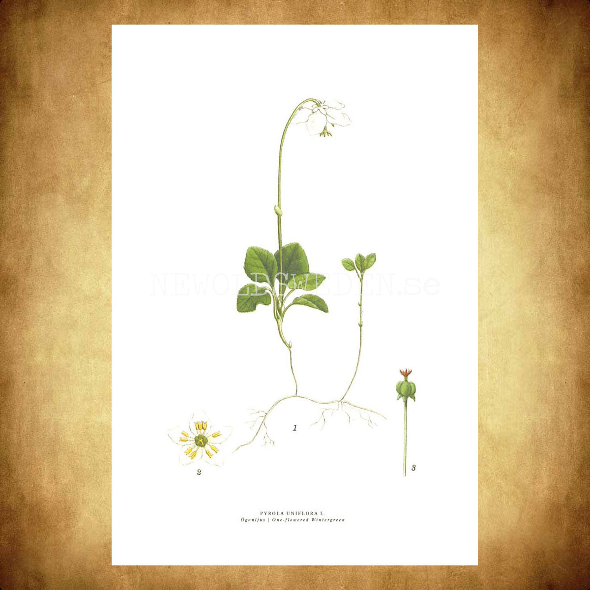 ÖGONLJUS - ONE-FLOWERED  WINTERGREEN - PYROLA UNIFLORA L. -  C.A.M. Lindman - 771 - 3