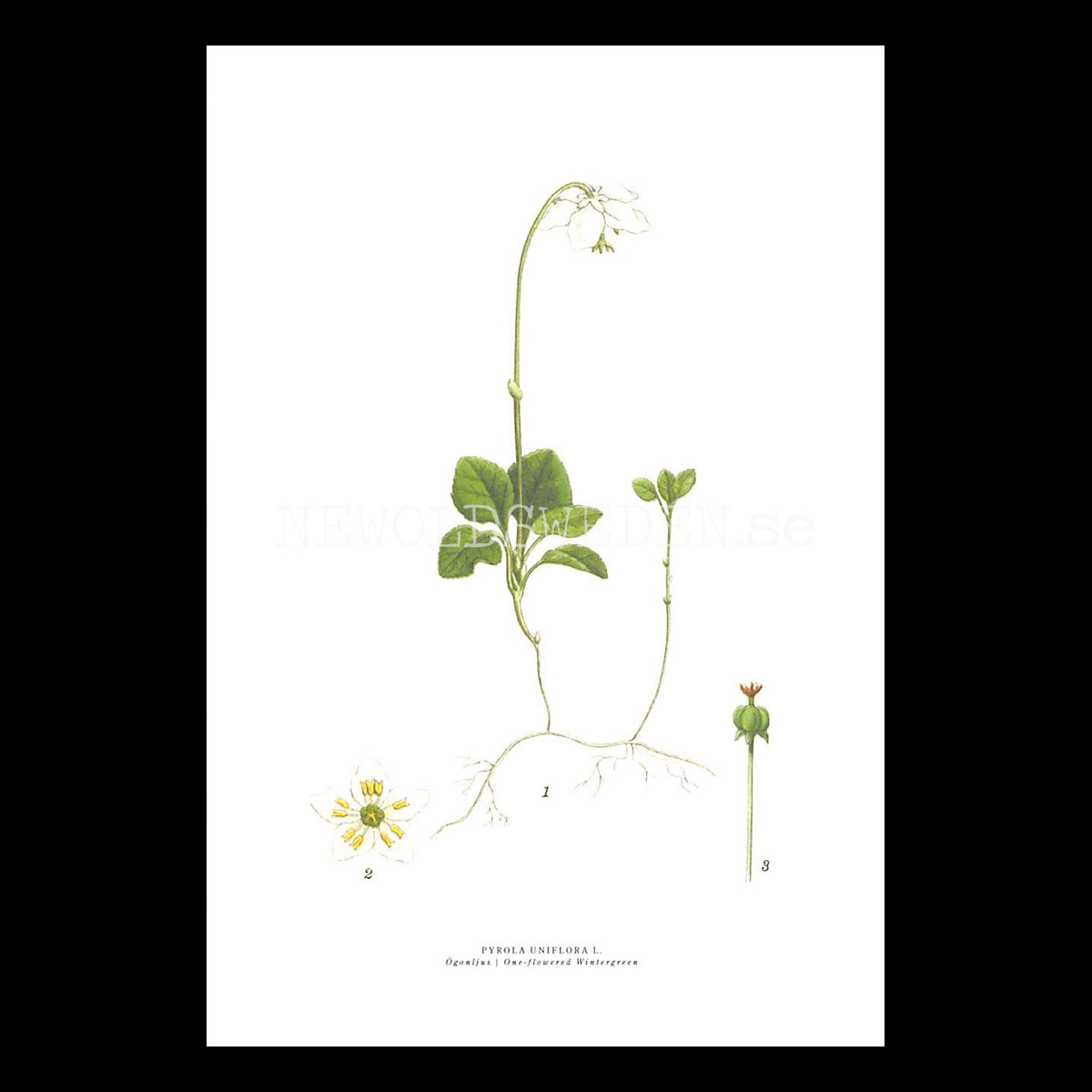 ÖGONLJUS - ONE-FLOWERED  WINTERGREEN - PYROLA UNIFLORA L. -  C.A.M. Lindman - 771