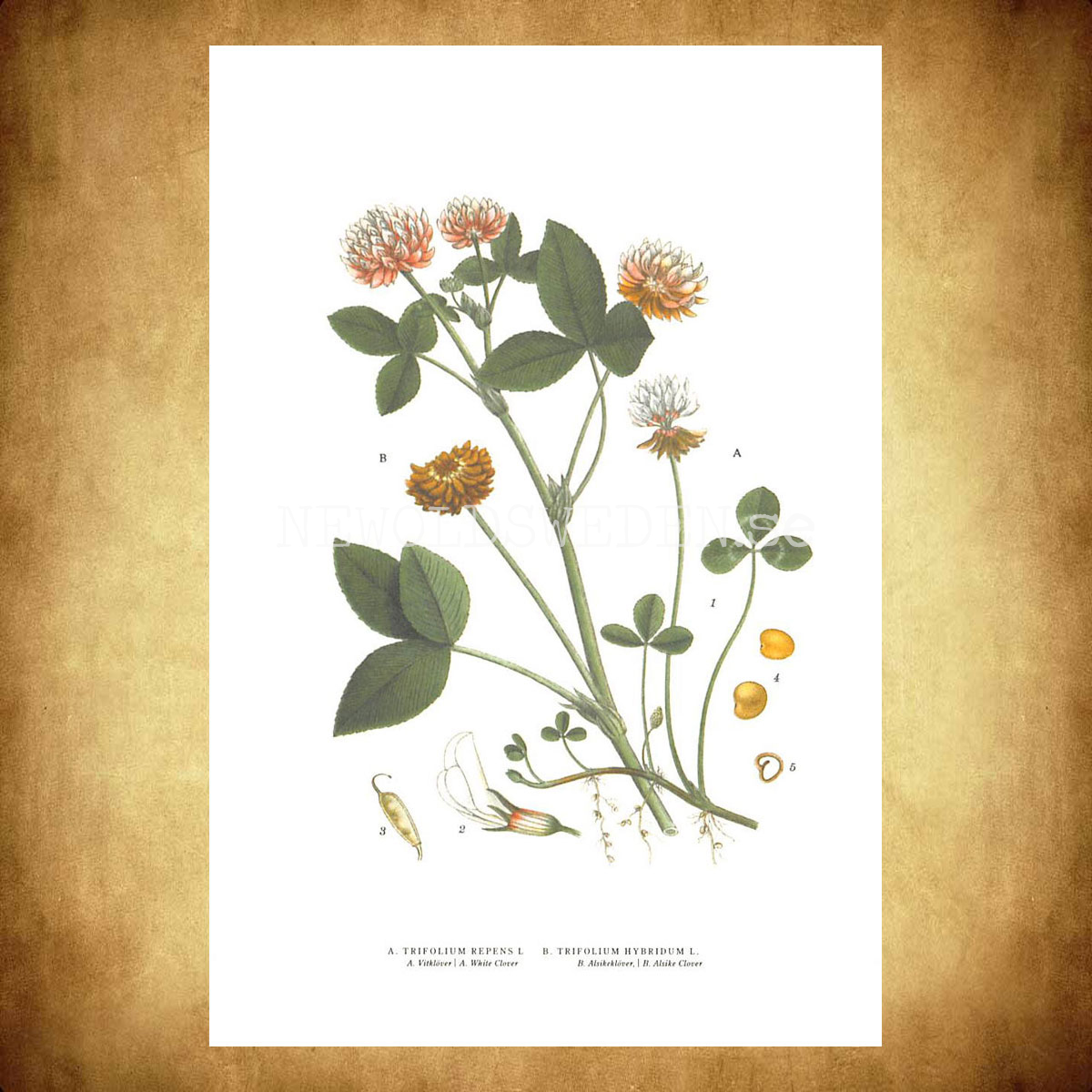 KLÖVER x 2 - CLOVER  x 2 - DEWBERRY - TRIFOLIUM x 2 -  C.A.M. Lindman - 771 - 3