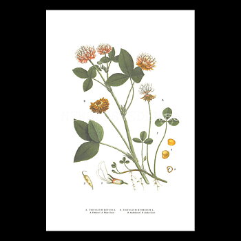 KLÖVER x 2 - CLOVER  x 2 - DEWBERRY - TRIFOLIUM x 2 -  C.A.M. Lindman - 771
