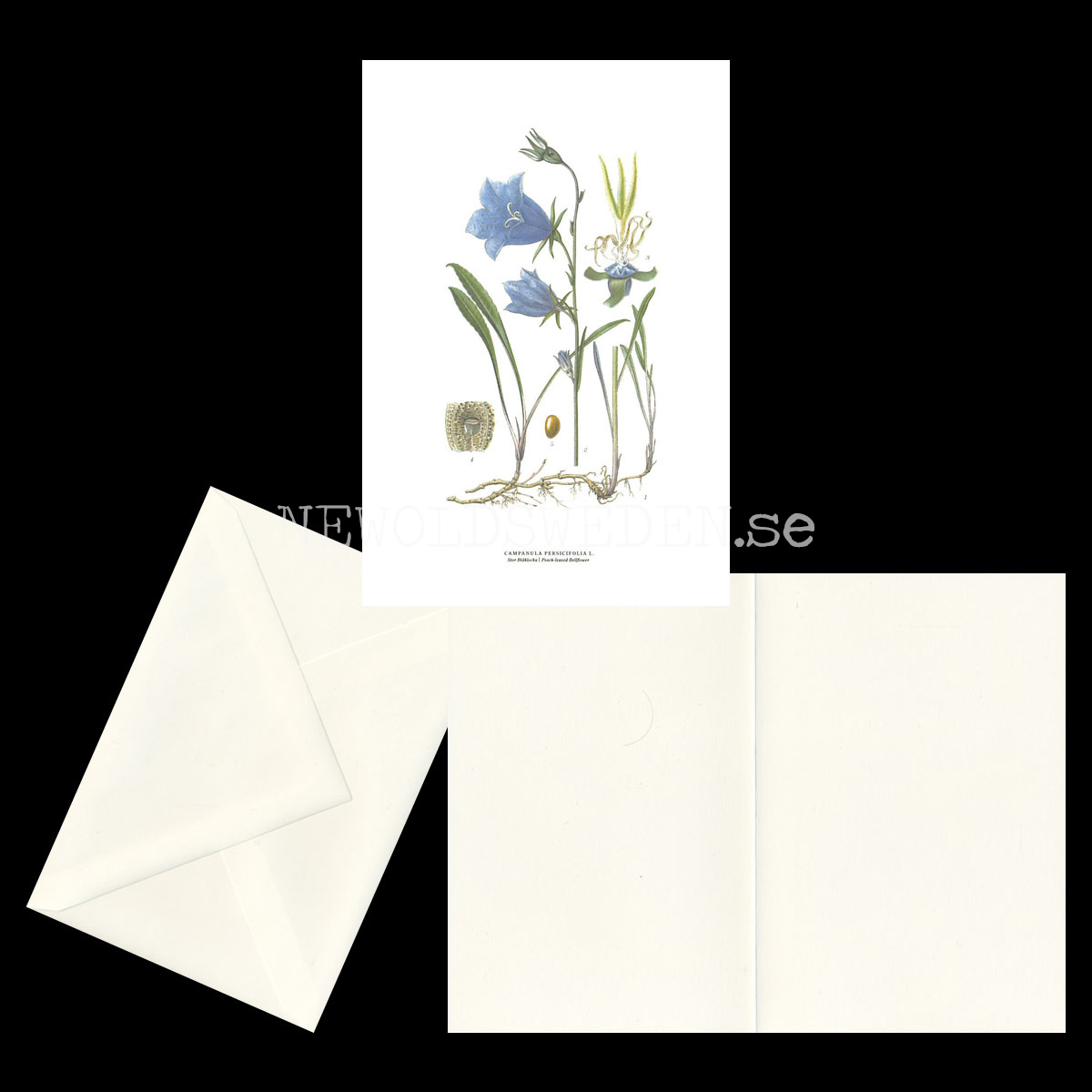 STOR BLÅKLOCKA - PEACH-LEAVED BELLFLOWER - CAMPANULA PERSICIFOLIA L. -  C.A.M. Lindman - 770 - 2